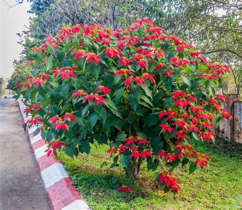 哪種植物最好種|15種「懶人也種不死」的新手必選植物 「不用每天顧。